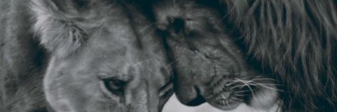 Amor_kush's profile banner image