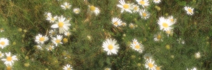 blendergot's profile banner image
