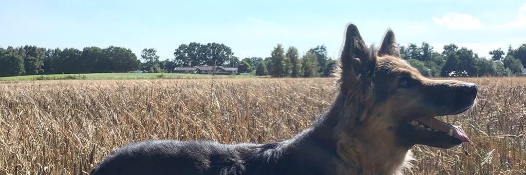 grennicole's profile banner image