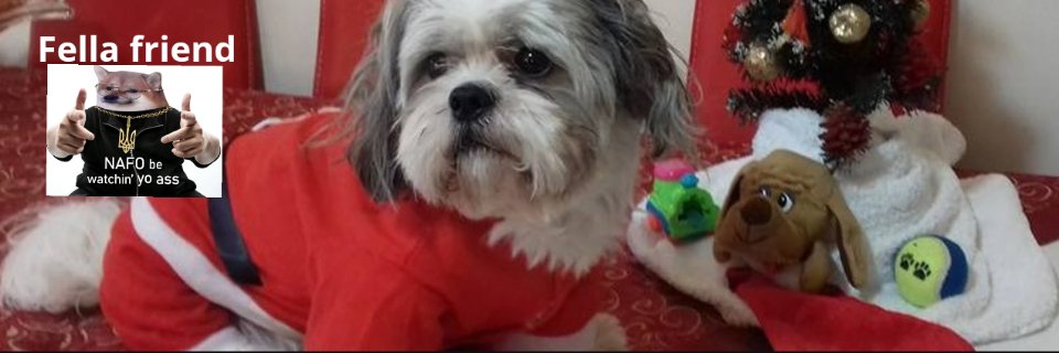 🌻Sissy is Embarrassed By Shih Tzu Say 🚫DMs's banner