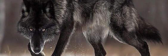 EdgarTuirer's profile banner image