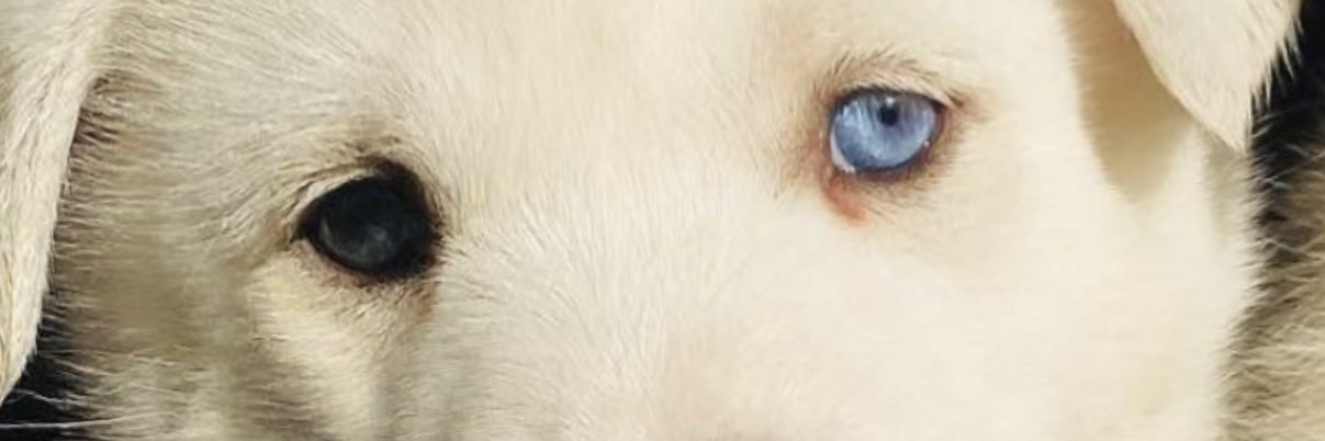 oddeyepup's profile banner image