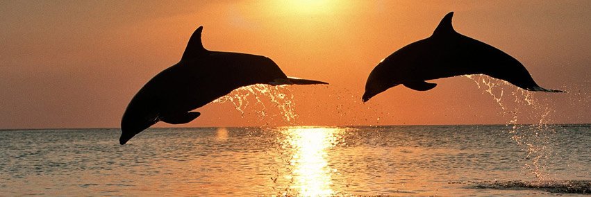 Dolphin Daddy banner