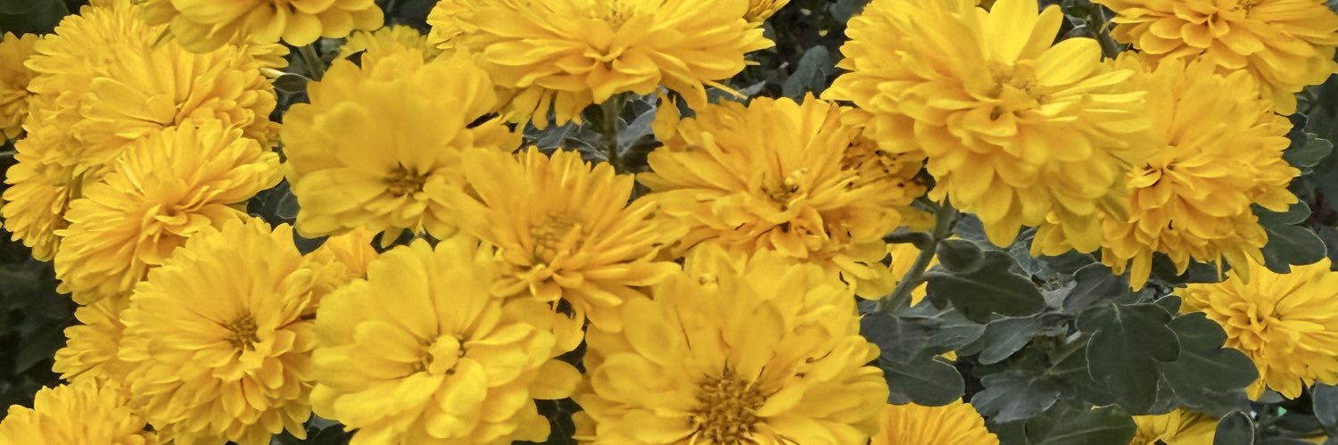 Dog walker🌻 SSDD banner