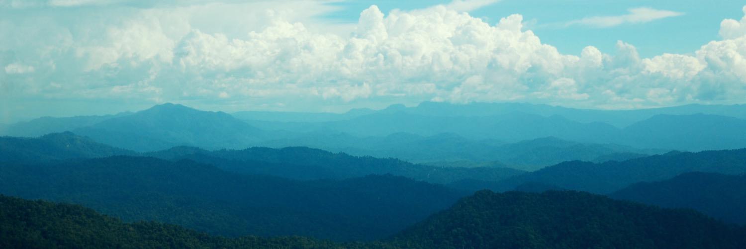 Forest Carbon banner