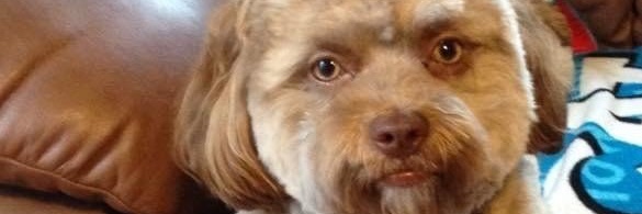 Butthole mcgee banner