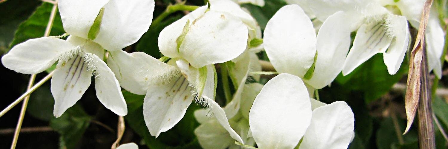 ZTA Indy Alumnae banner