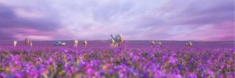 د. راضي سعد السرور banner