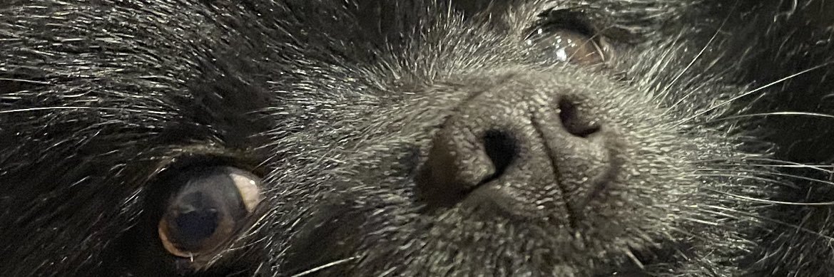 NavaniPedraza's profile banner image