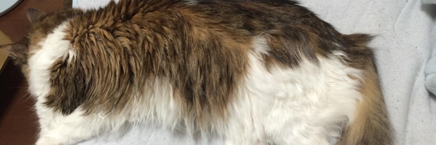 PANDORA_cat's profile banner image