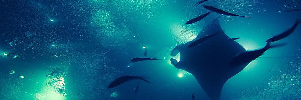 𝑳𝑶𝑹𝑬𝒀 || In mourning 🕊️ banner