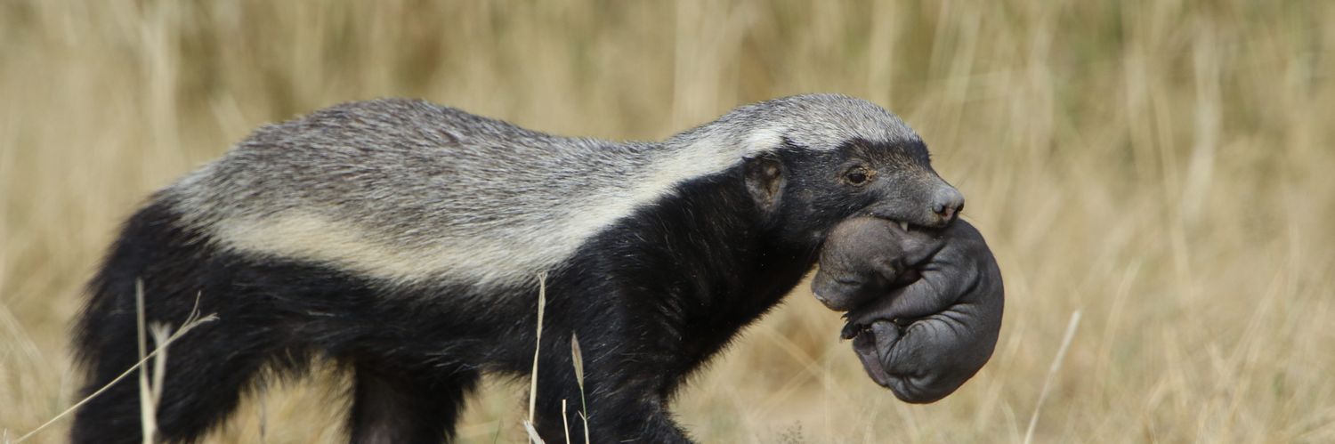 Alexander Fisken banner