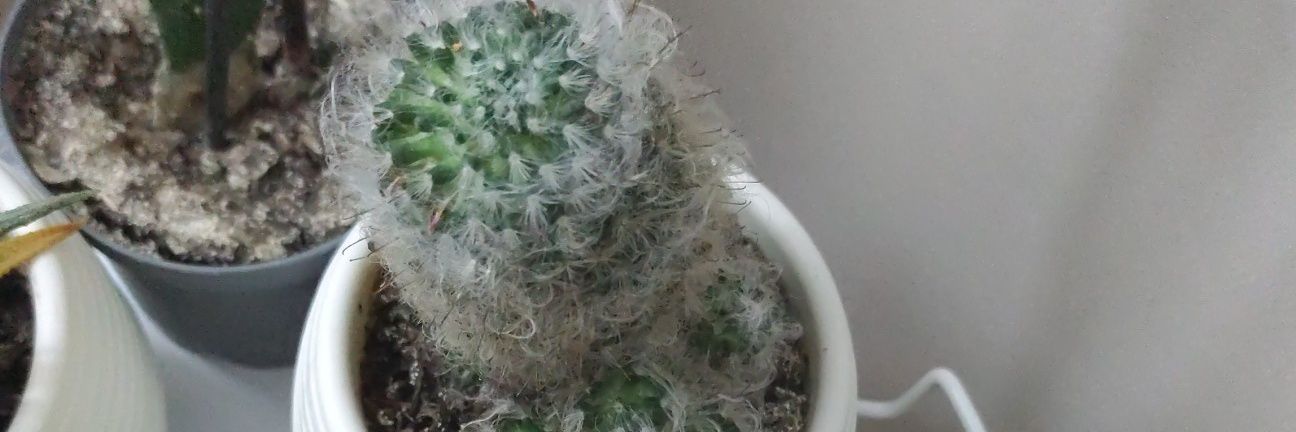 MitSertay's profile banner image