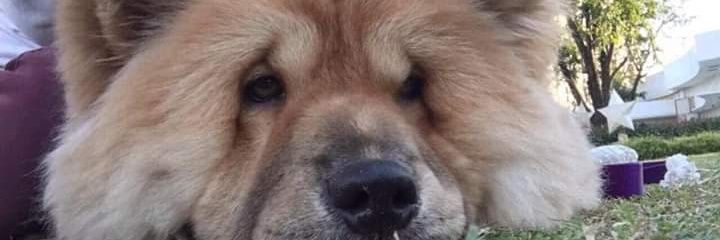 Hanzelgretel4's profile banner image