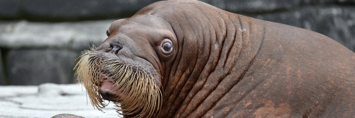 ℭ𝔞𝔭𝔶𝔞𝔠 banner