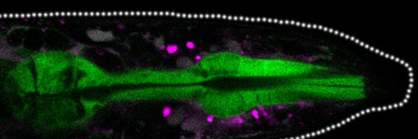 DellaDavid_Lab Profile Banner