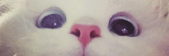Croglodyte_'s profile banner image