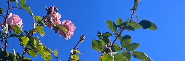 lowprofi_le Profile Banner