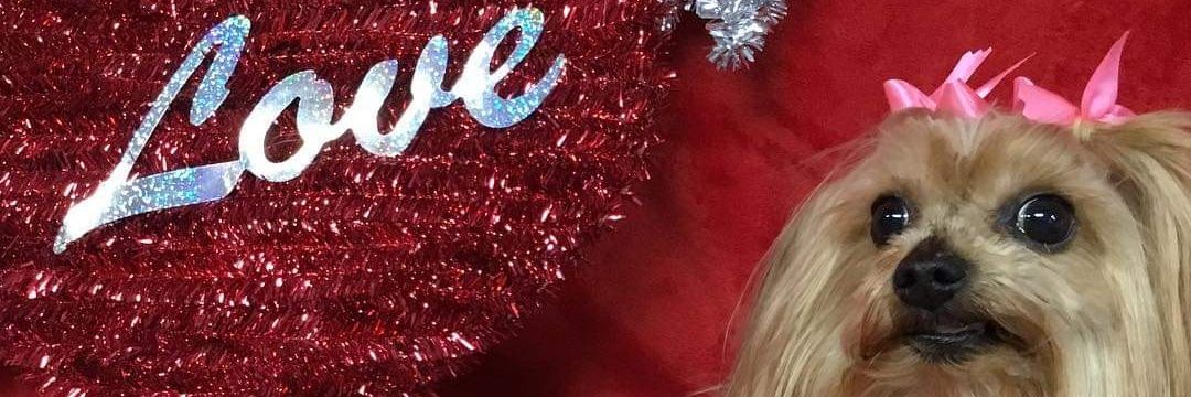Imcarollea's profile banner image