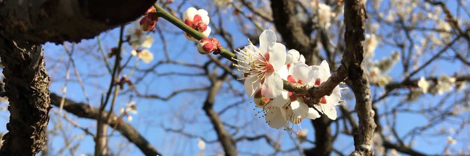 いなかっぺ(๑•̀ㅂ•́)✧ banner