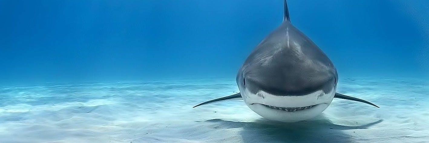 Gracie Lou Freebush 🍉 banner