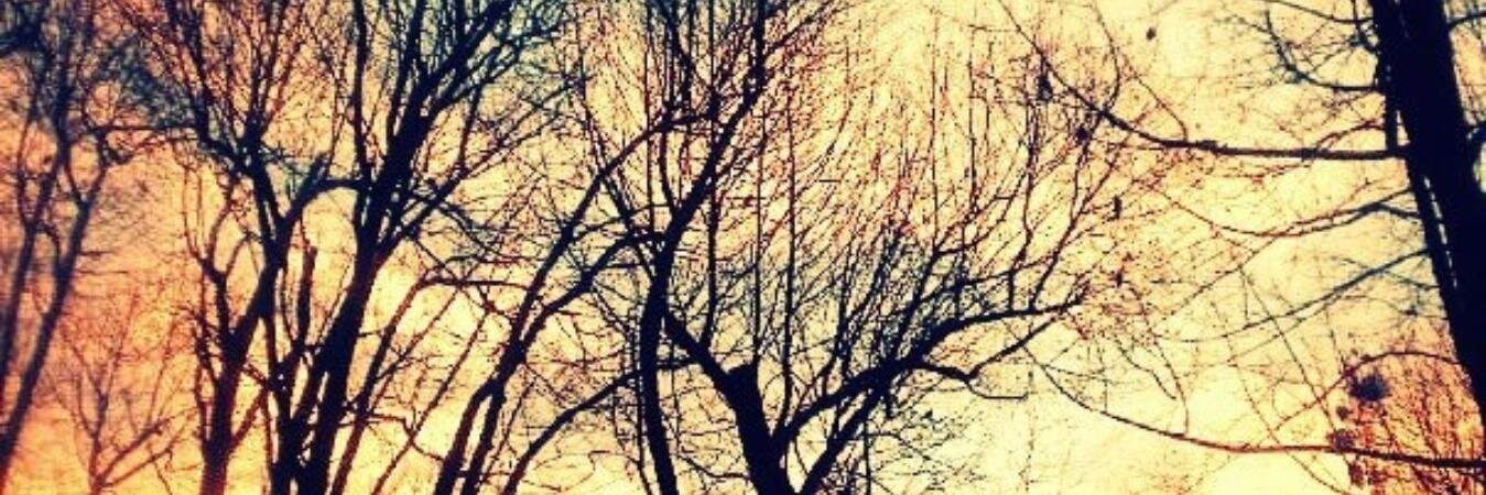 Stephcolina's profile banner image