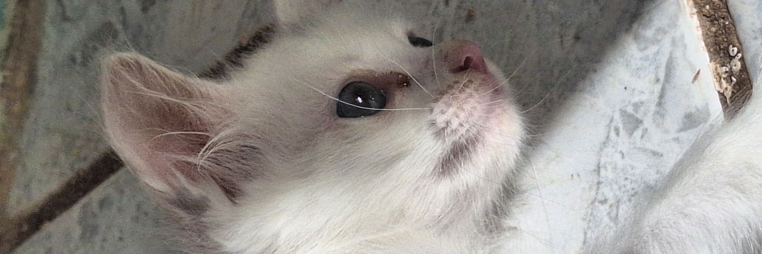 ♡︎ 𝚕𝚞𝚕𝚞'𝚜 ♡︎ banner