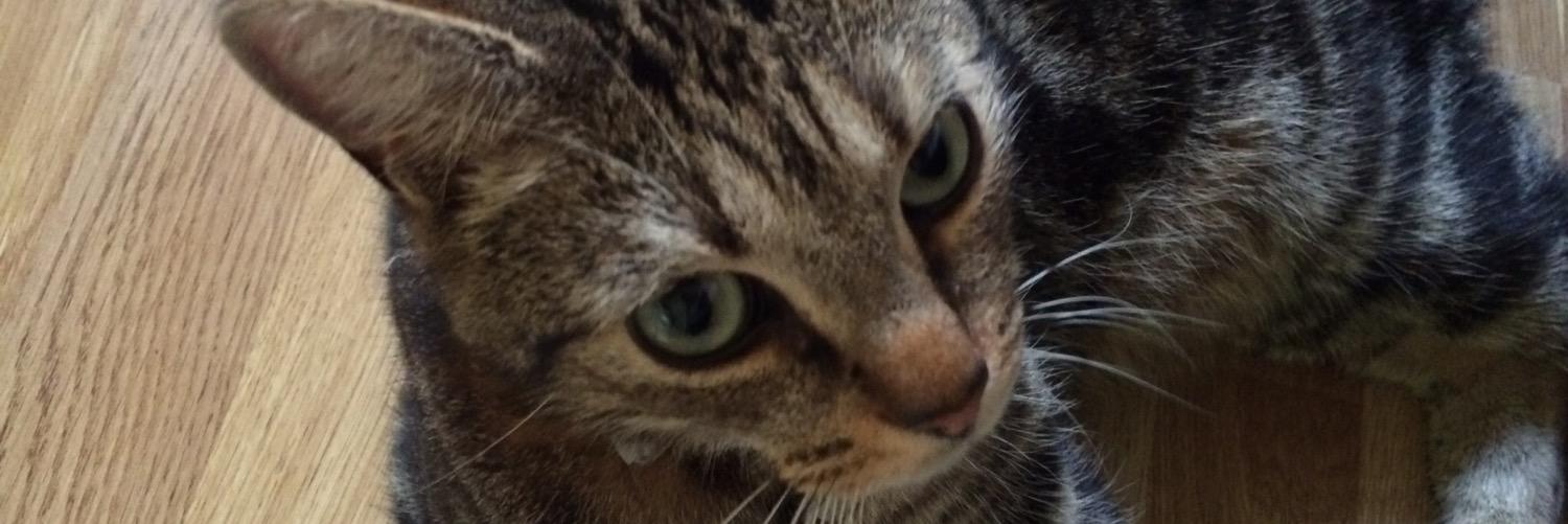 HannahEvolves's profile banner image