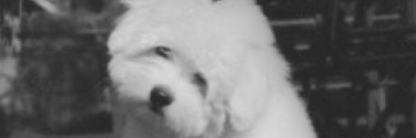 twis_TY's profile banner image