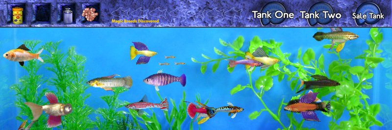 Seaweed... banner