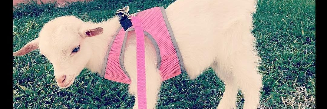 littlefiddle7's profile banner image