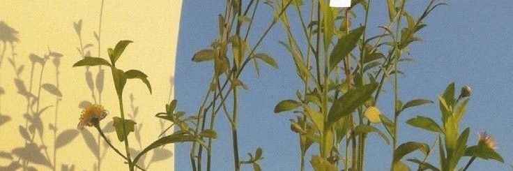 Zoey🌼's banner