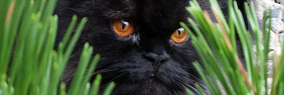 KnicelyLisa's profile banner image