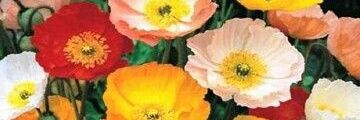 ROCIO banner
