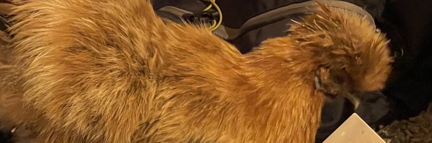 Maarten de Lange banner