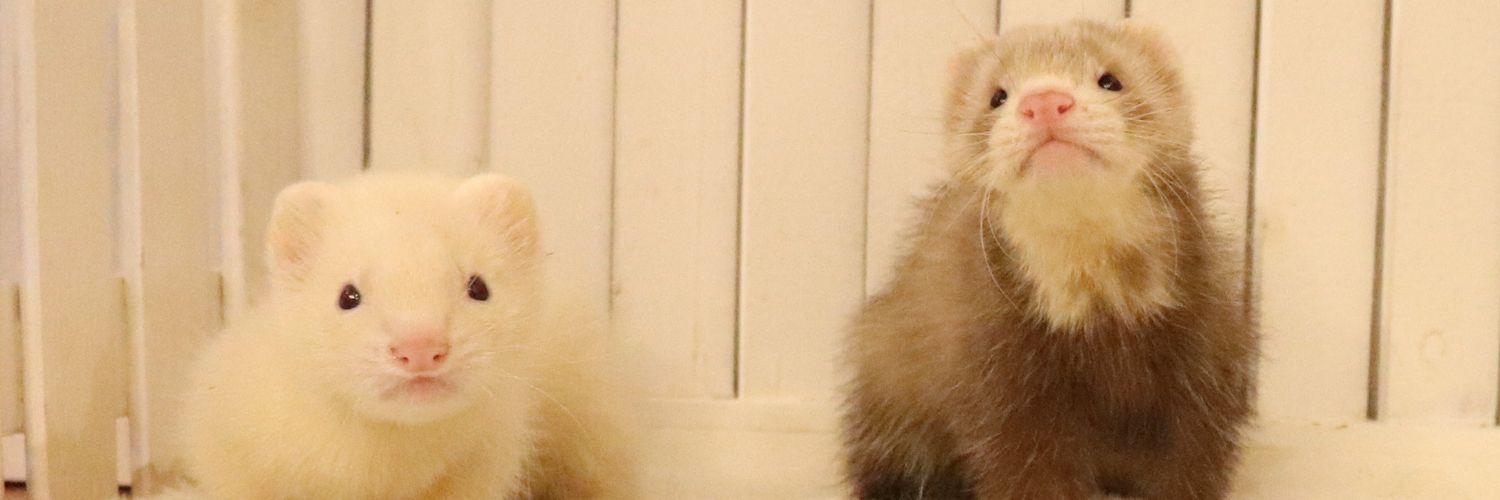 フェレット専門店フェレットリンク banner