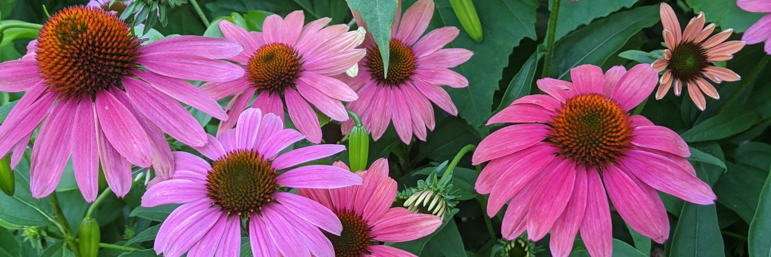 Julija Cubins banner