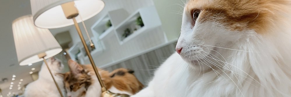 daidai_222's profile banner image