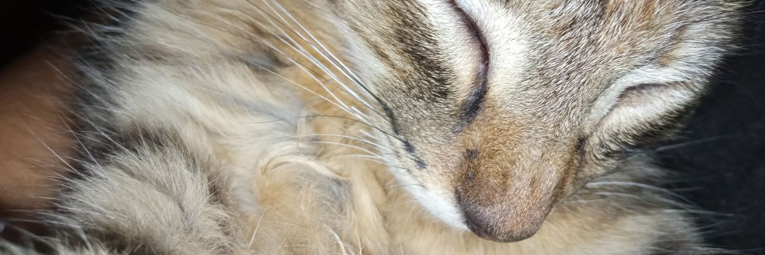 ilyZiro's profile banner image