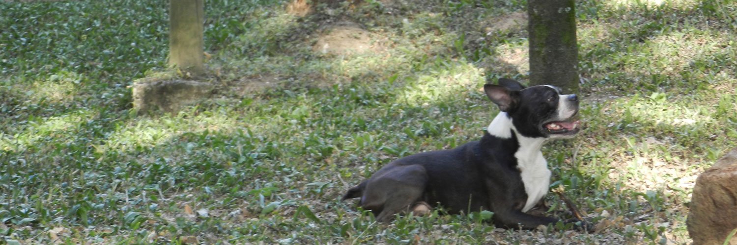 tugaparis's profile banner image