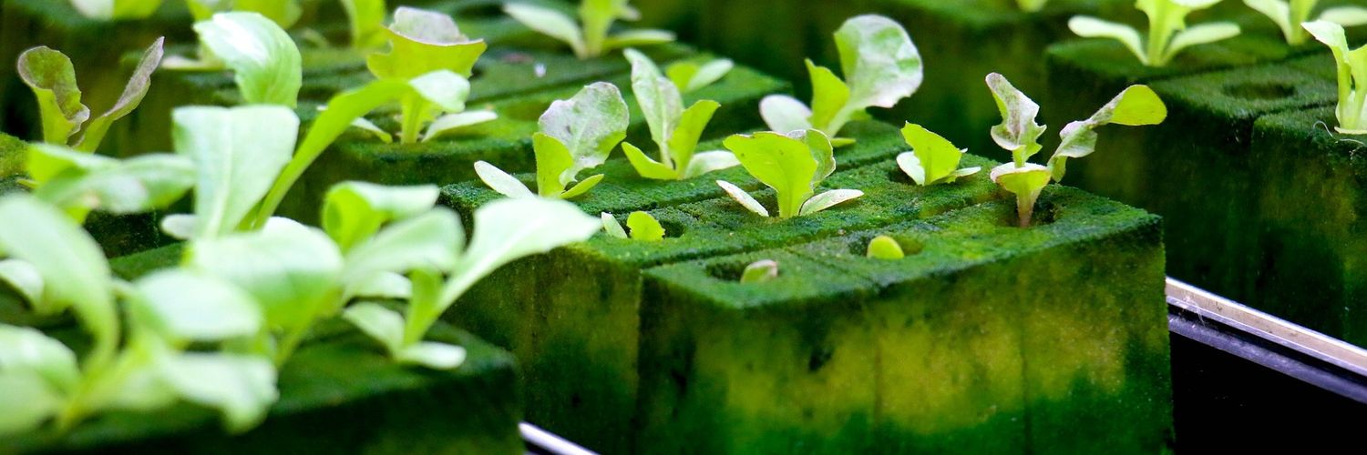 HydroponicRoots's profile banner image