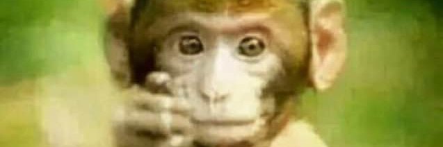 tragrabbit #tungtwt banner