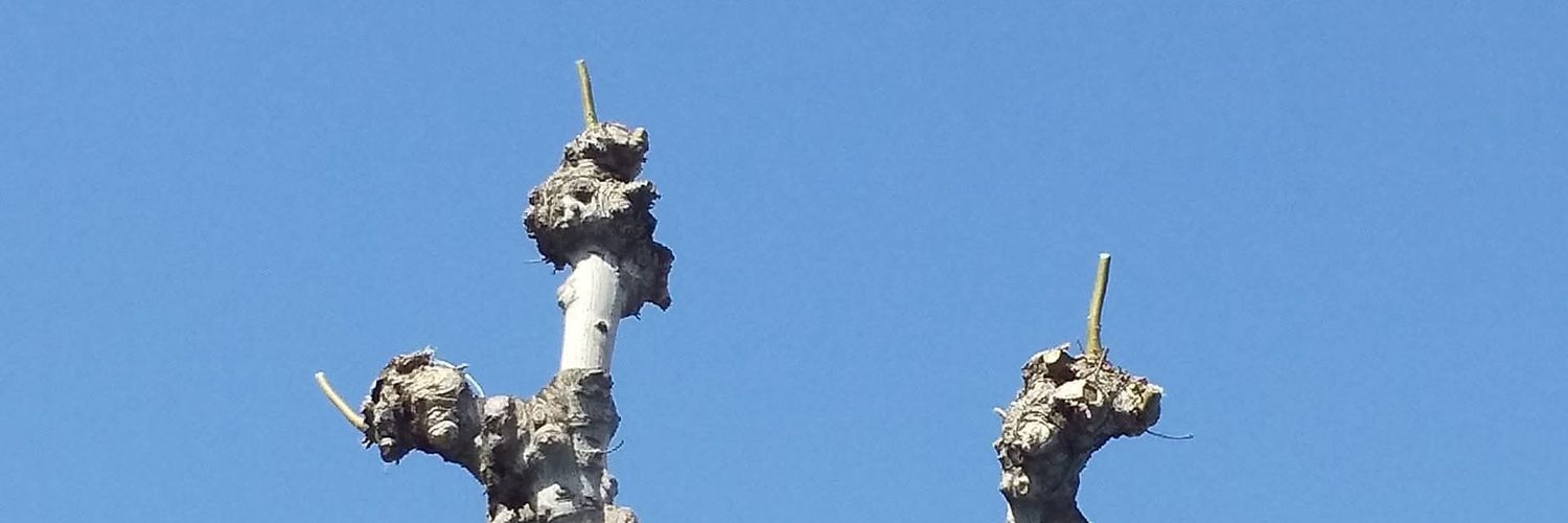 damdamj's profile banner image
