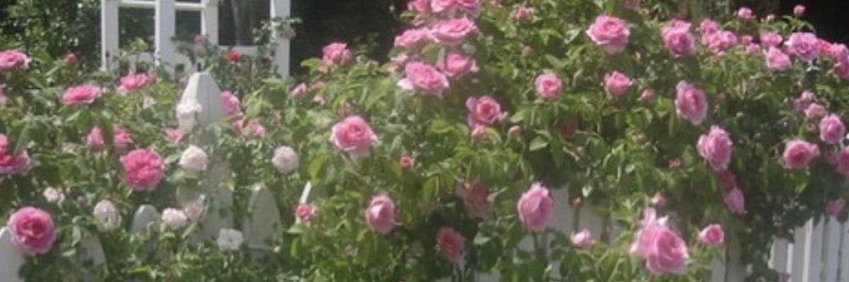 foullyflowered's profile banner image