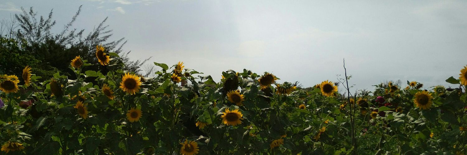 21nattadecoco's profile banner image