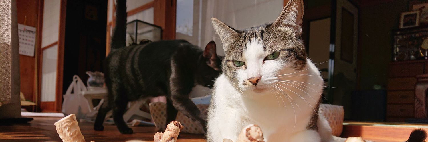 gurigatto's profile banner image