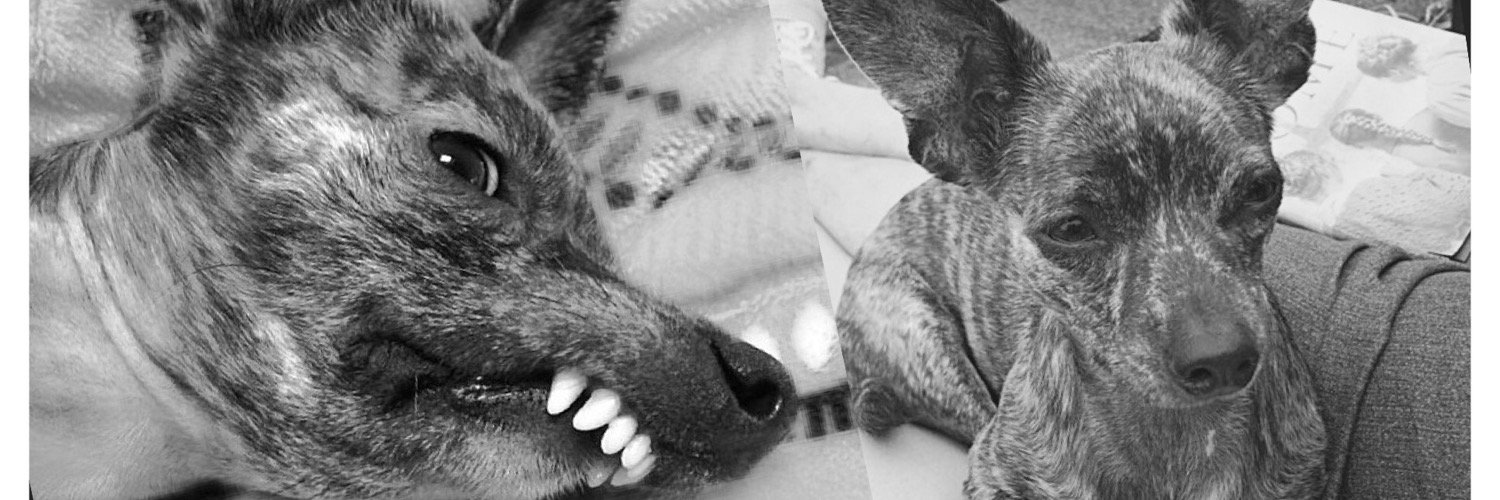 SaraBellathedog's profile banner image