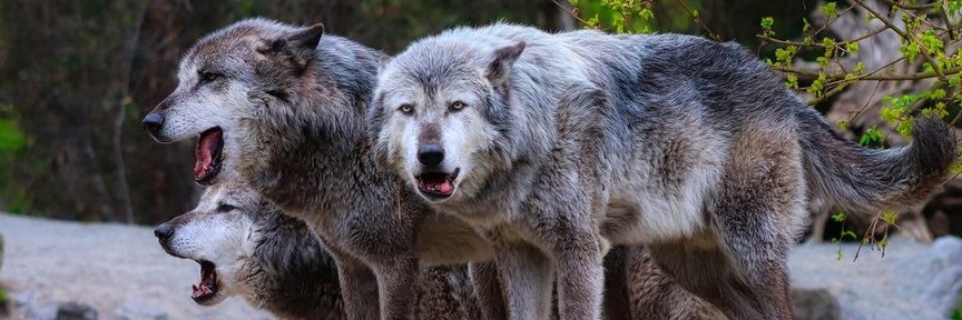 Wollfy's banner