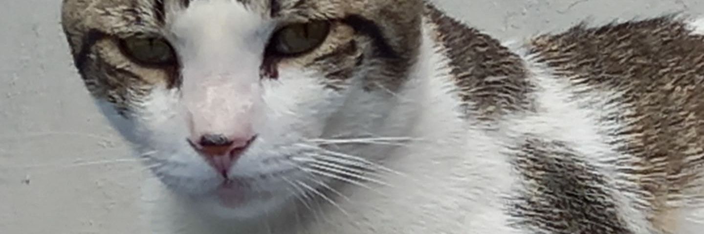 chele7509's profile banner image