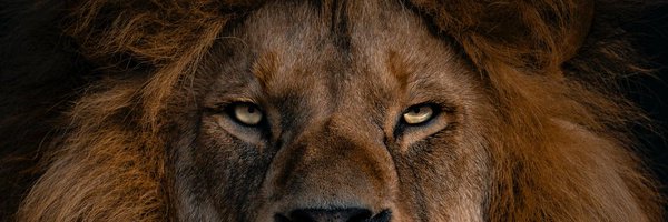 ian_mahlatse Profile Banner